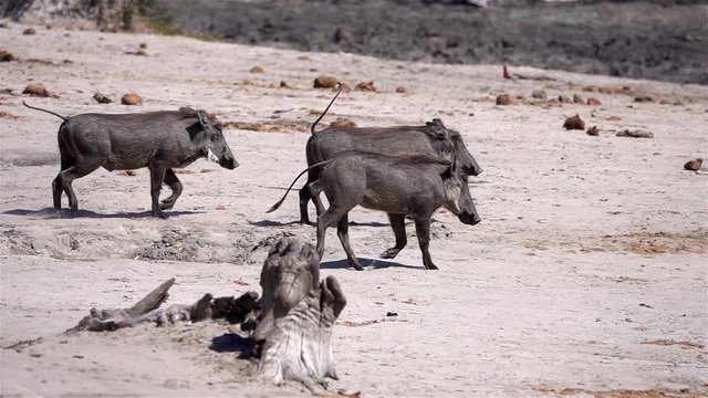 African Warthog running in the wild Slow motion shot of African Warthog running in the wild, Zimbabwe, Africa
