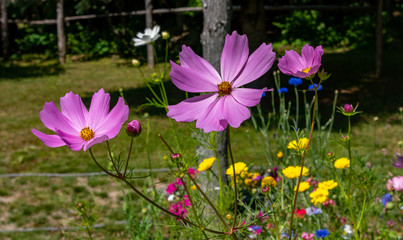 Fototapeta premium Purple wildflowers in the garden