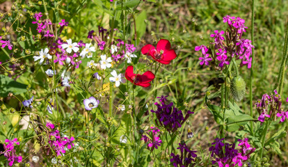 Obraz premium Vibrant wildflowers - nature therapy
