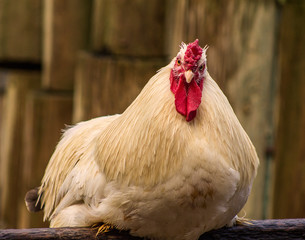 Close-up picture of a hen/rooster