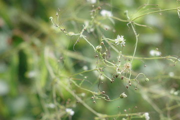 からまる雑草