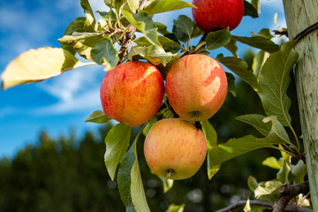 Apple Trees With Red Apples in the fall