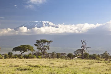 Photo sur Plexiglas Kilimandjaro Mont Kilimandjaro - le toit de l& 39 Afrique, Tanzanie