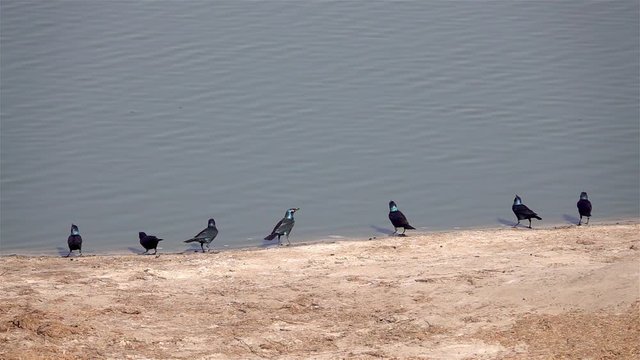 Flock of Cape Starling flying off river bank, Zimbabwe, Africa