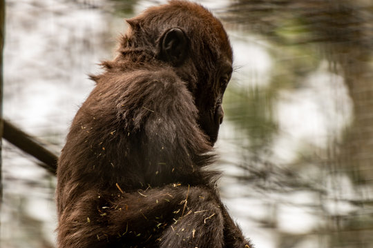 Western Lowland Gorilla Baby II. Baby Western Lowland Gorilla Practicing Chest Pound.