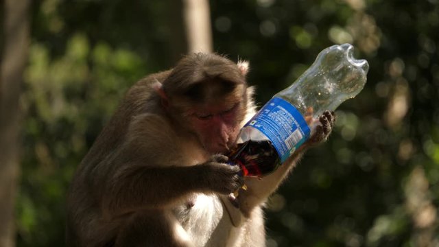 A common macaque monkey drinking soda from a plastic pet bottle sitting on a fence