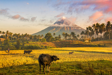 Mayon Volcano in the front of rice fields and carabao. In ligazpi city albay, Philippines
