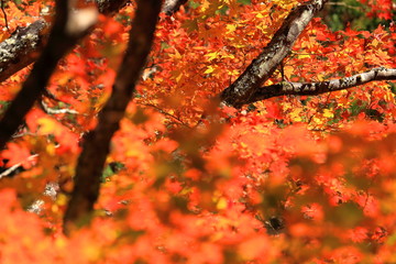 高野山の紅葉