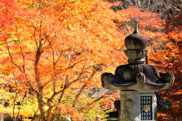 高野山の紅葉