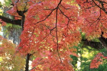 高野山の紅葉