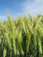Obraz premium Green Wheat Field - European Agricultural Landscape