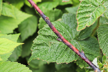 Closeup of a raspberry inflected with cane blight