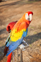 Parrot
