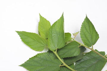 Muntingia calabura leafs on a white isolated background