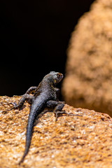 Desert Spiny Lizard on a granite rock facing away in Joshua Tree National Park in California