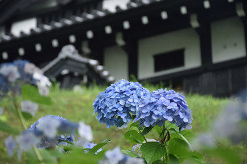 あじさいと城