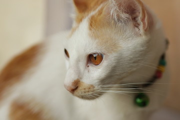 Cute cat pet on the garden