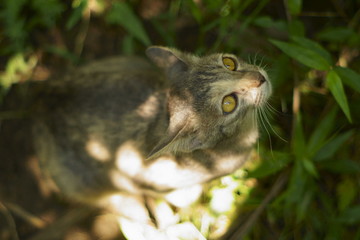 eye of cat