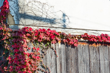 古びた白壁の倉庫に這う蔦の紅葉