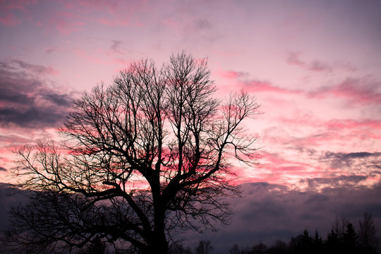 Pink winter sunset with tree silhouetted in charlottetown prince edward island 