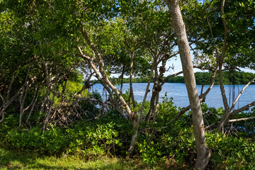 Fototapeta na wymiar View of mangrove tree-lined Long Bayou of south Florida