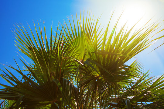 tropical image with sun above the palm tree