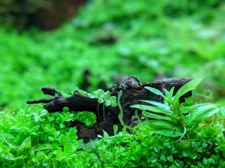 アクアリウム