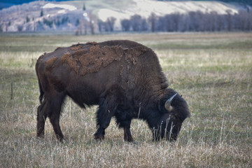 bison at grand teton national park