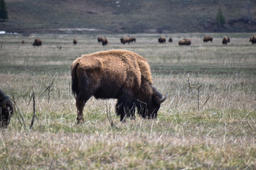 bison at grand teton national park