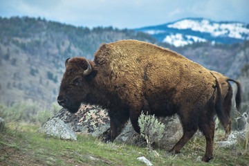 bison in yellowstone national park © Matthew