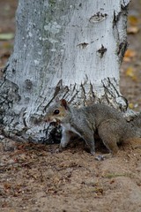 squirrel