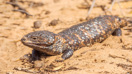 The Shingleback a slow-moving heavily built lizard with scales resembling those of pine cones, found in arid regions of Australia. Its scientific name is Tiliqua rugosa.