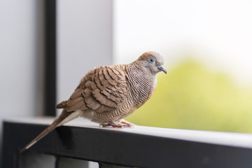 A lonely brown dove perched on the floor against a nature roof background.