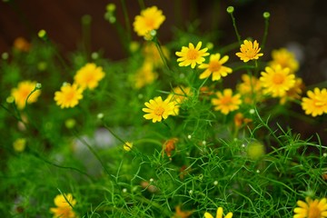 ヤコブボロギク　黄色　花