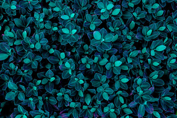 tropical leaves, abstract green leaves texture, nature background