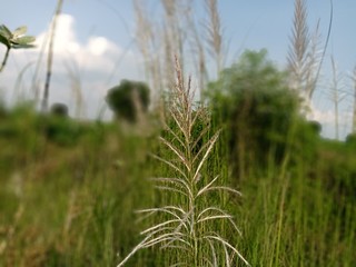 grass in field