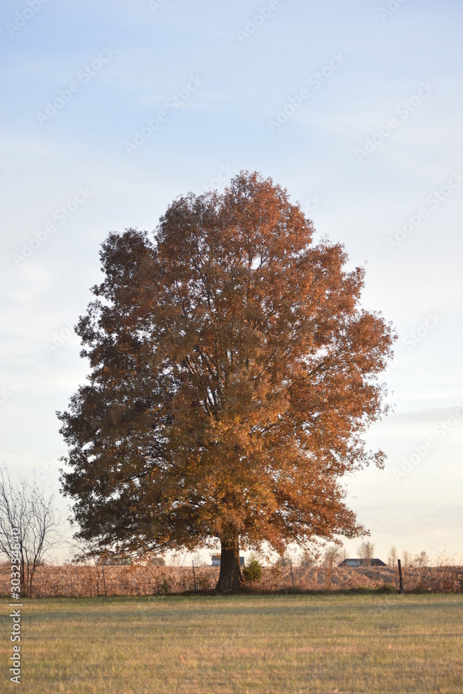 Poster autumn tree