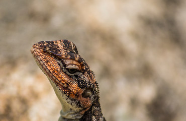 Portrait of a Lizard
