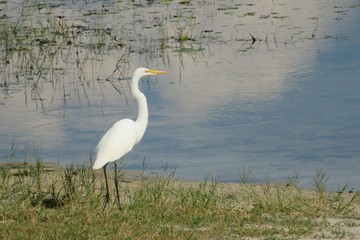 White heron near the pond in Florida nature, closeup