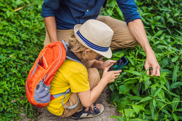 Dad and son identify plants using the application on a smartphone. augmented reality