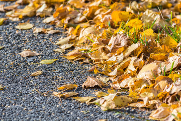 Birch yellow leaves fallen from tree lie on asphalt road on an autumn day.