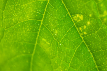 Fototapeta na wymiar texture of green leaf