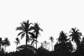 Fototapeta premium Silhouette group of trees isolated on bright and white sky background.