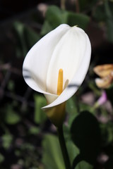 Casa natura © REJ SC