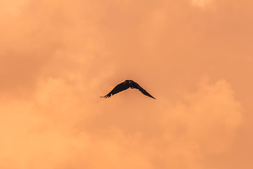 Obraz premium Silhouette Of Flying Crow in The Evening 