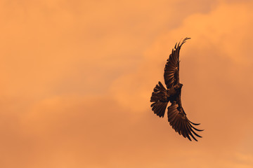 Obraz premium Silhouette Of Flying Crow in The Evening 