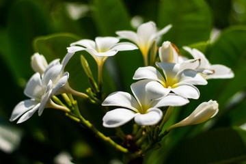 Beautiful plumeria flowers