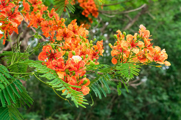 Blossom Royal Poinciana or Flamboyant (Delonix regia) flowers