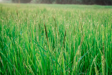 Green rice fields with water droplets