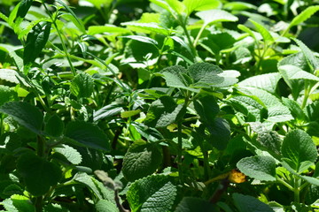 ndian borage, Country borage, Oreille, Oregano or Plectranthus amboinicus